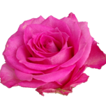 Sweet Memory Roses d'Equateur Ethiflora
